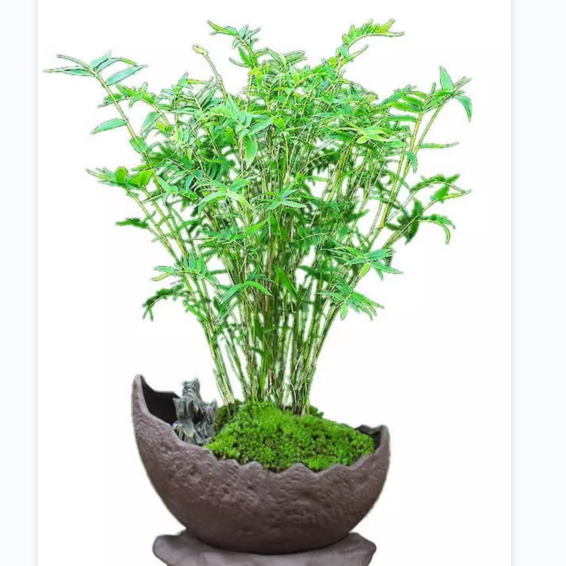 丛生凤尾竹盆栽竹子庭院观赏植物盆景米竹苗室内阳台四季常青室内