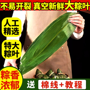 粽叶新鲜粽子叶特大号包粽子专用芦苇干棕叶端午节商用批发旗舰店