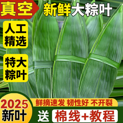 粽叶新鲜特大号棕叶包粽子专用粽子叶干竹叶子箬叶商用端午节批发
