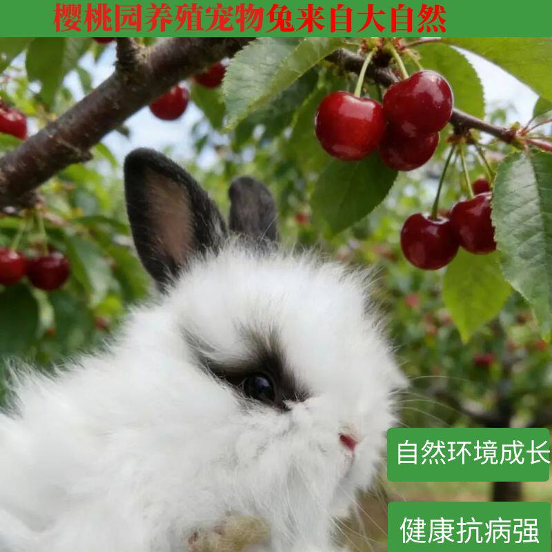 樱桃园活物侏儒兔长不大迷你猫猫公主荷兰垂耳兔小白兔家养宠物兔