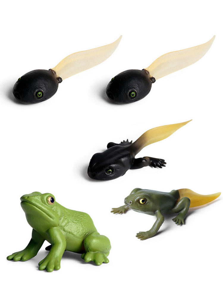 어머니 시뮬레이션 모델을 찾는 작은 올챙이 단단한 플라스틱 청개구리 성장 주기 개구리 두꺼비 두꺼비 어린이 장난감