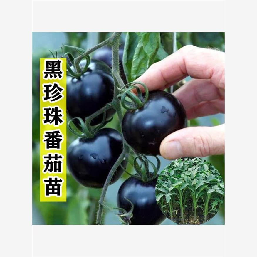 黑珍珠番茄苗秧苗樱桃小