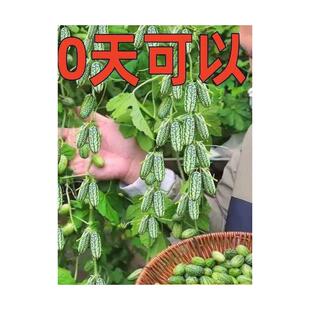 拇指西瓜种子一年四季种薄皮可吃迷你小西瓜籽种高产蔬菜水果种子
