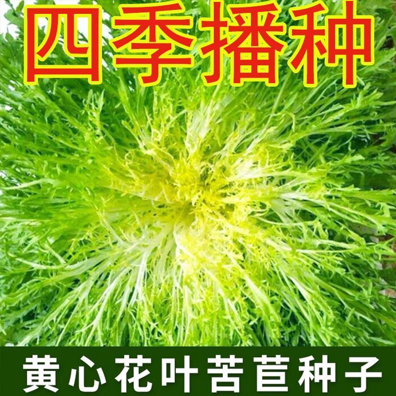 苦苣种子苗细叶苦菊黄心苦菜耐寒耐冻农家四季蔬菜孑种籽菜籽大全