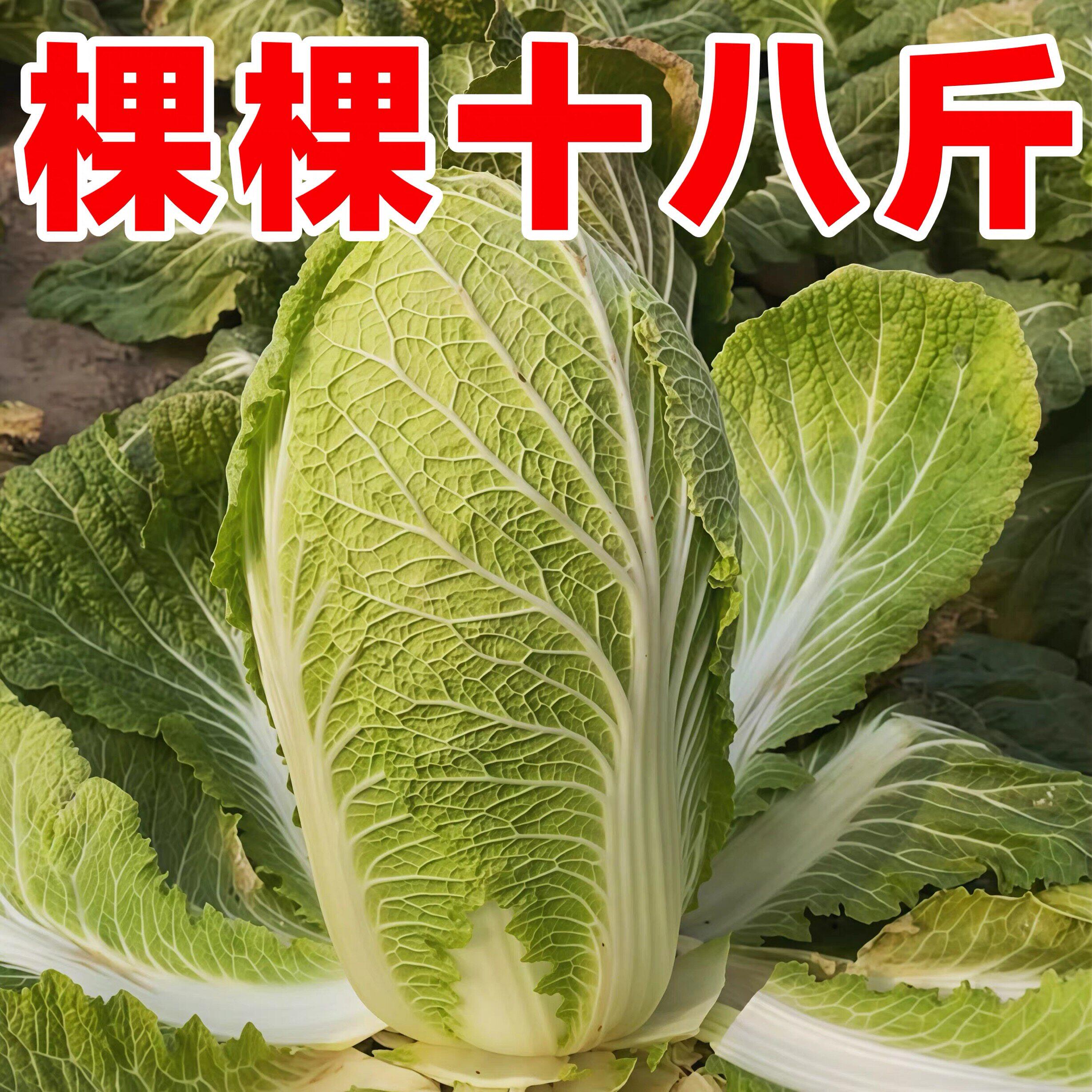 棵棵十八大白菜种子阳台盆栽蔬菜壮心快结球紧实大包心白菜种籽