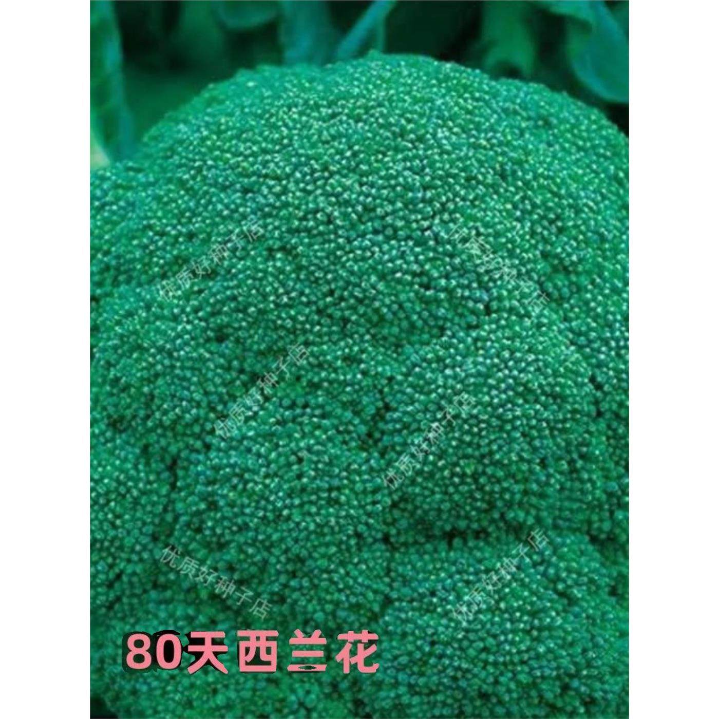 西兰花种孑西蓝花菜种子松花菜种籽花椰菜四季花菜种四季蔬菜,农用物资,蔬菜种子/种苗,淘宝优惠券,粉丝福利购,淘宝优惠卷