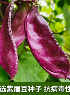 紫扁豆种子紫眉豆紫红色早熟豆种冬季春秋四季短豇豆盆栽蔬菜种孑