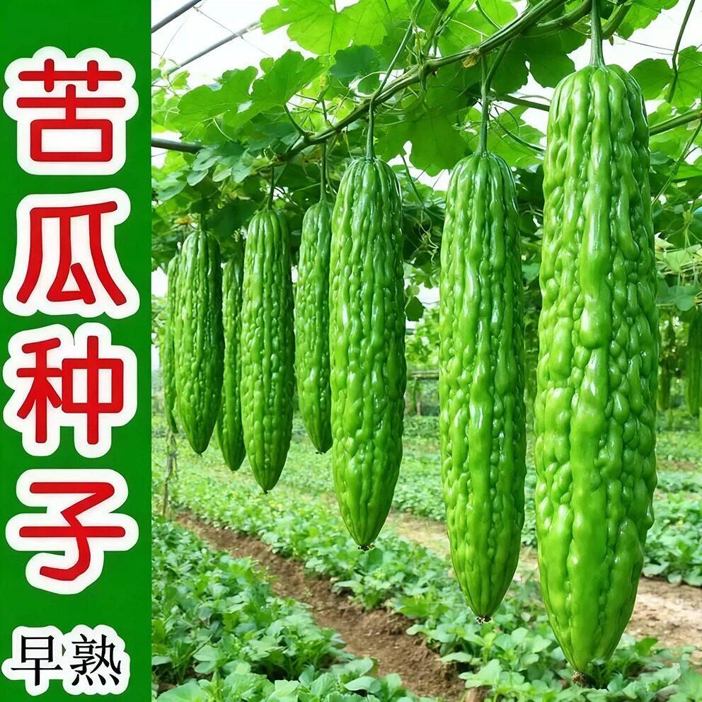 脆嫩长绿苦瓜种子青皮苦瓜特长庭院爬藤翠绿肉厚春季蔬菜种籽绿色