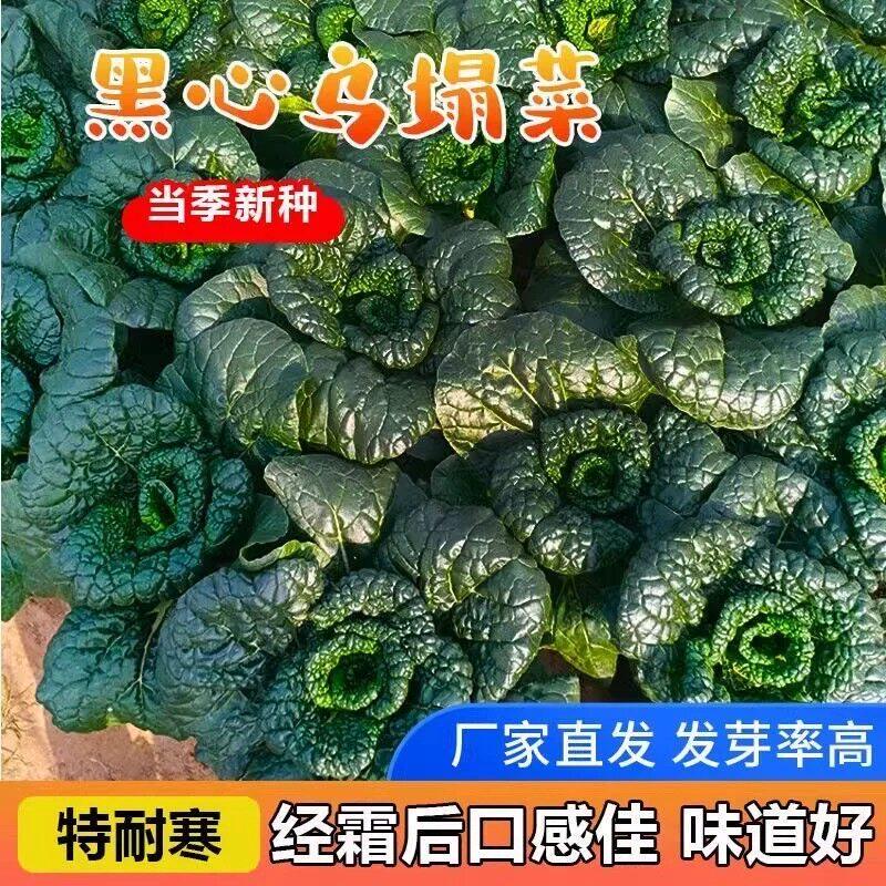 黑心乌菜种子四季耐寒青菜乌塌菜种子籽正品秋冬黑菜大叶乌塌菜籽
