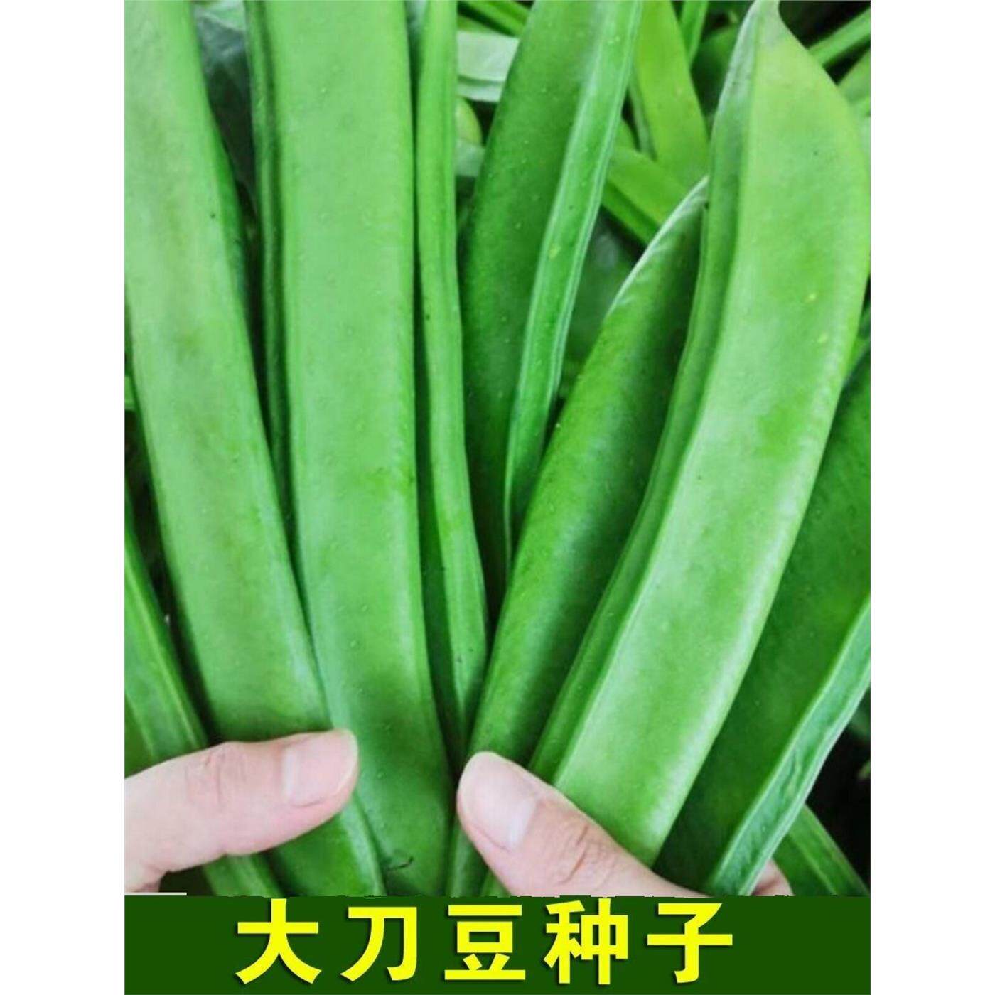 矮生白刀豆种子籽不搭架白刀豆芸豆种子巴西豆春秋季蔬菜种子大全