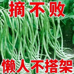 无架长豆角种籽四季无筋豆种子孑阳台庭院不搭架蔬菜种子摘不败