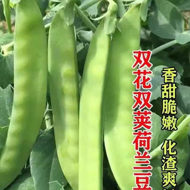 矮生荷兰豆种子高产不搭