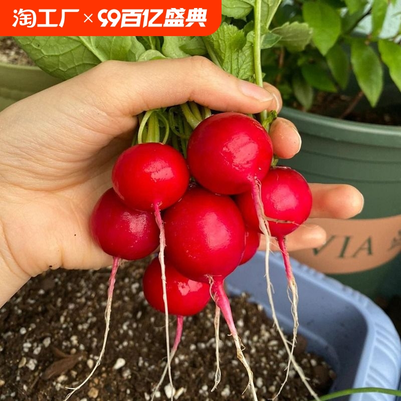 樱桃萝卜种子大全水果春