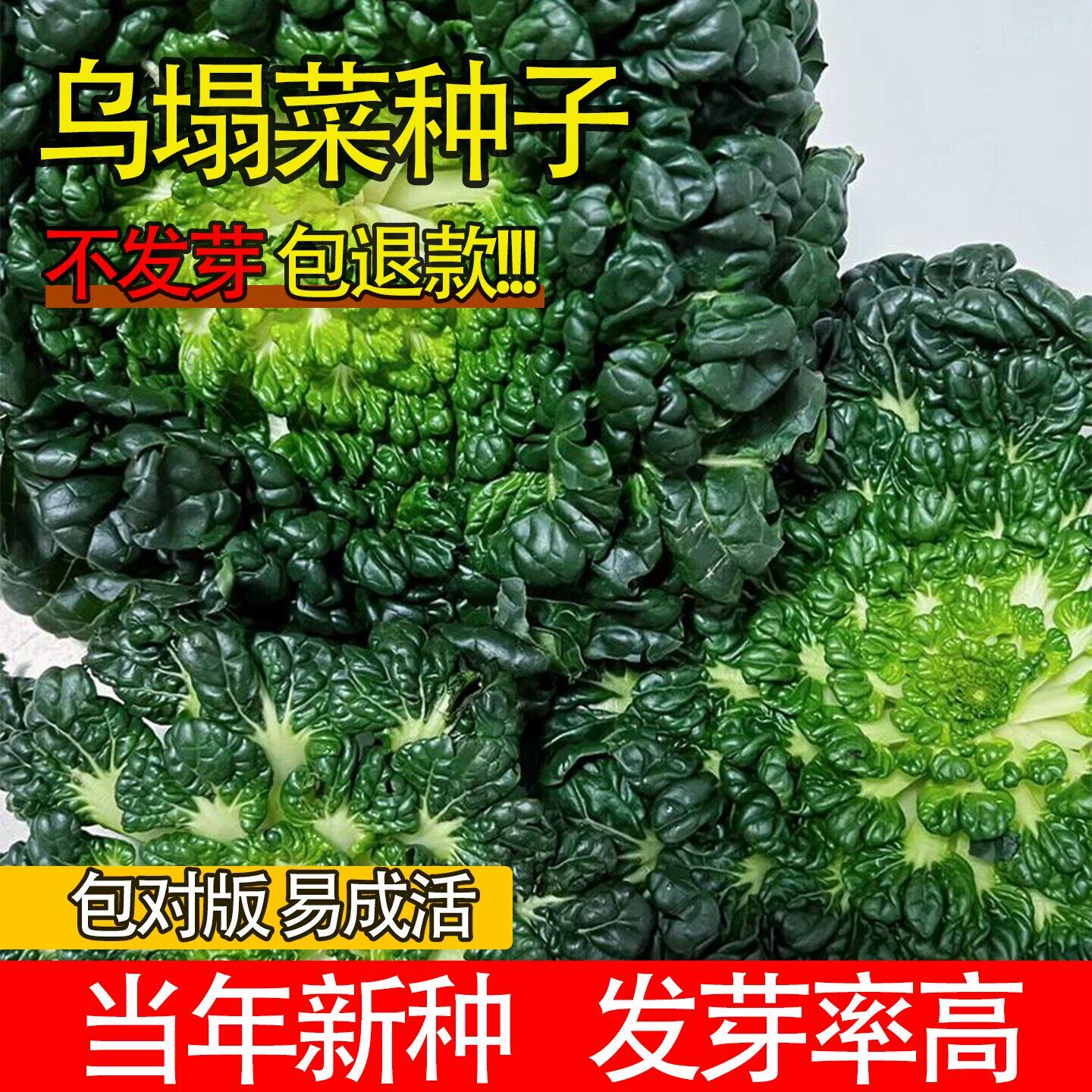 乌塌菜种子四季黄心菊花新鲜种籽农家庭院发芽率高蔬菜籽阳台盆栽