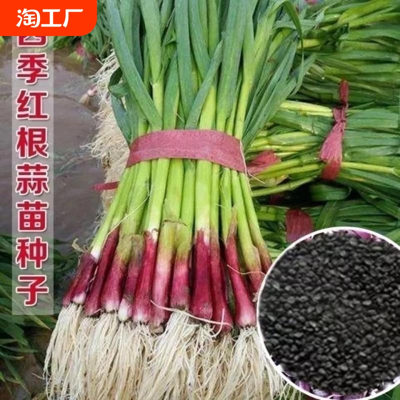 红头香蒜种子一年四季硬