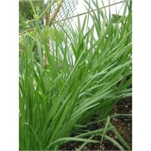 白根韭菜种子高产大宽叶韭菜种四季高产田园庭院阳台蔬菜种子