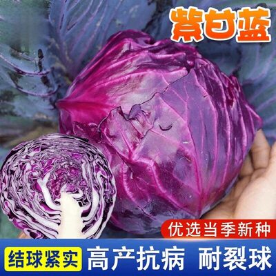 甘蓝种子紫苗紫包菜种籽