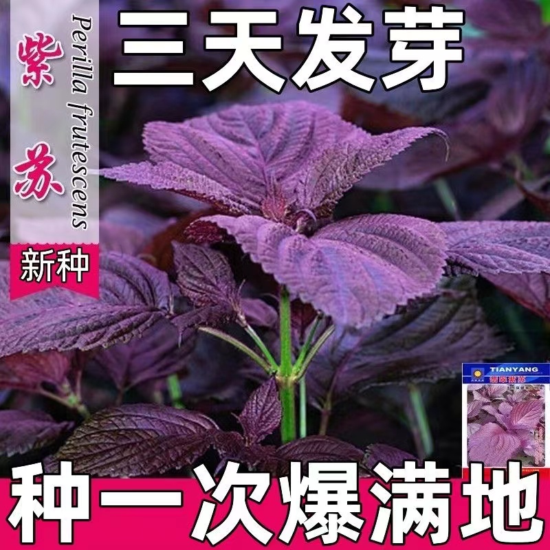 紫苏种子可食用双面红大