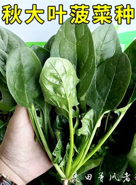春秋大叶菠菜种子四季蔬菜籽种冬天种籽耐寒菜种盆栽波菜孑菜籽子