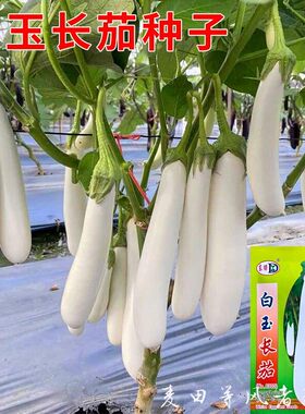 白玉长茄种子白雪公主茄子种籽春夏秋四季播种白茄瓜农家蔬菜种孑