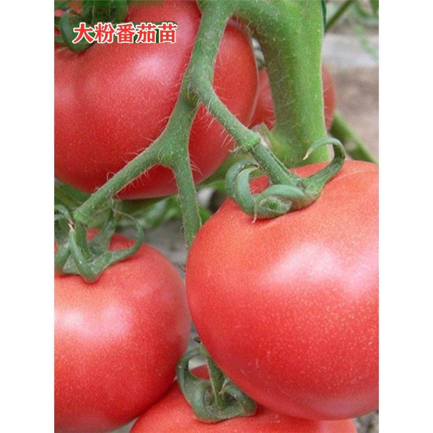老品种番茄苗秧沙瓤西红