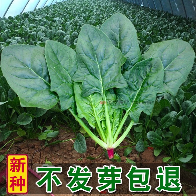 大叶菠菜种子菠菜籽种四季地爬菠菜种孑耐寒越冬蔬菜耐热秋播盆栽