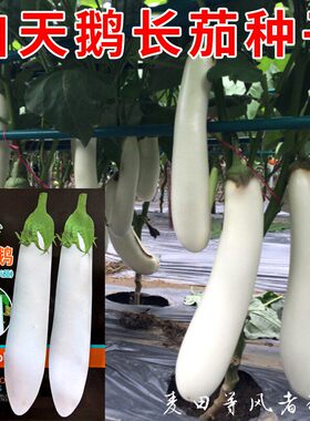 白天鹅长茄种子长白茄子种籽春夏秋四季农家菜园阳台盆栽蔬菜种孑