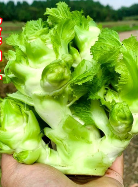 儿菜种子脆嫩抱子芥耳菜抱儿菜种籽秋播耐寒农家菜园庭院蔬菜种孑