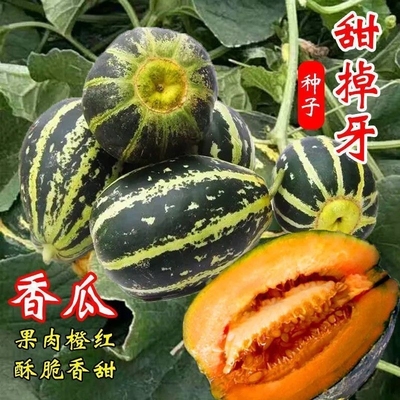 甜掉牙甜瓜种子薄皮超甜花皮香瓜籽四季水果种孑冰糖子春夏秋季