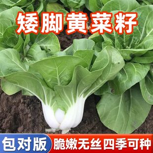 矮脚黄奶油白菜种子小青菜阳台蔬菜种植青菜种籽大全春秋四季种子