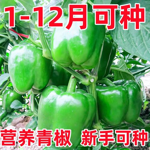 青椒种子辣椒苗甜籽灯笼