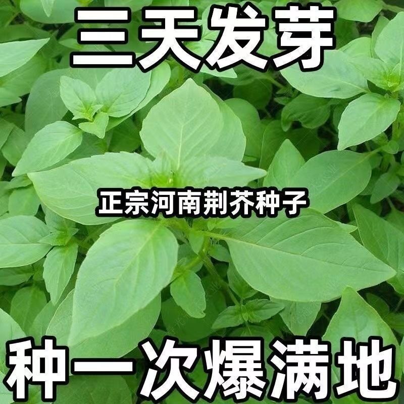 大叶荆芥种子河南四季耐