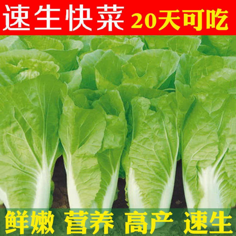 20天成熟四季速生抗病耐