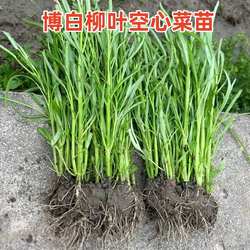 广西博白柳叶空心菜种子籽半青白通心菜苗应季蔬菜阳台盆栽蕹菜苗