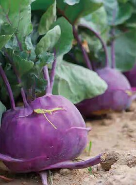 脆嫩紫苤兰种子紫色苤蓝水果青苤兰孑大春秋家庭阳台种植蔬菜种籽