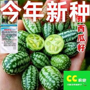 拇指西瓜种子袖珍迷你小西瓜可食用阳台盆栽观赏特色蔬菜水果种子