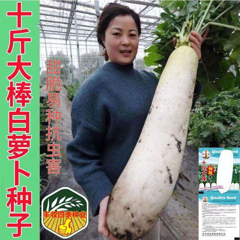【十斤大棒】特大白萝卜种子夏秋播种不空心四季高产春不老白萝卜,农用物资,蔬菜种子/种苗,淘宝优惠券,粉丝福利购,淘宝优惠卷