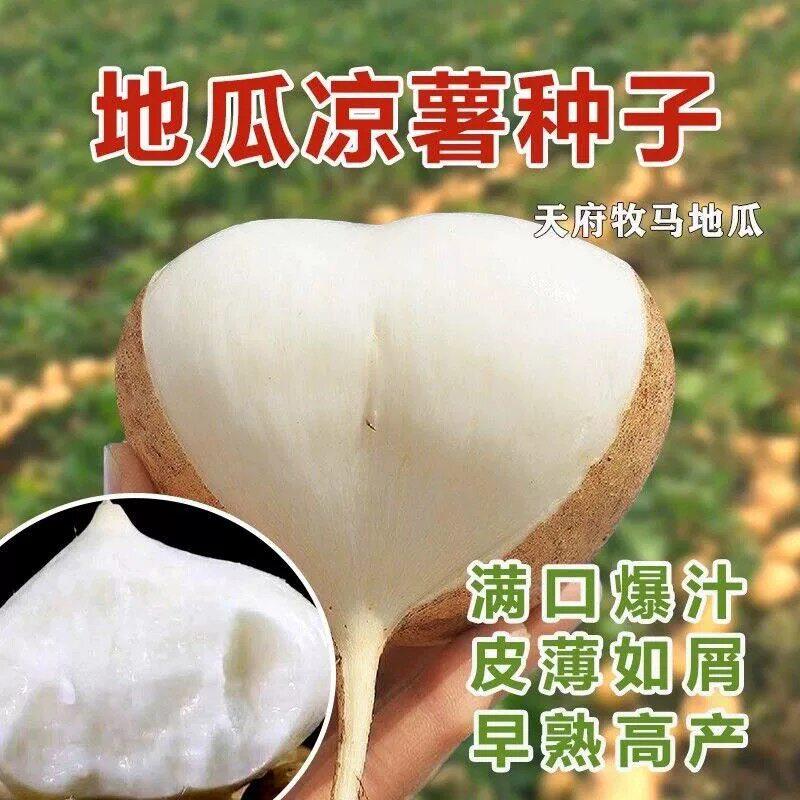 牧马山地瓜种子早熟牧马山地瓜种子凉薯水果地瓜阳台盆栽蔬菜种籽