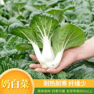 奶白菜种子小白菜青菜黑甜油菜春季四季易种蔬菜种籽矮脚春秋种子
