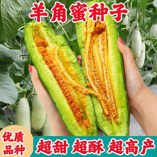 正宗羊角蜜甜瓜种子水果