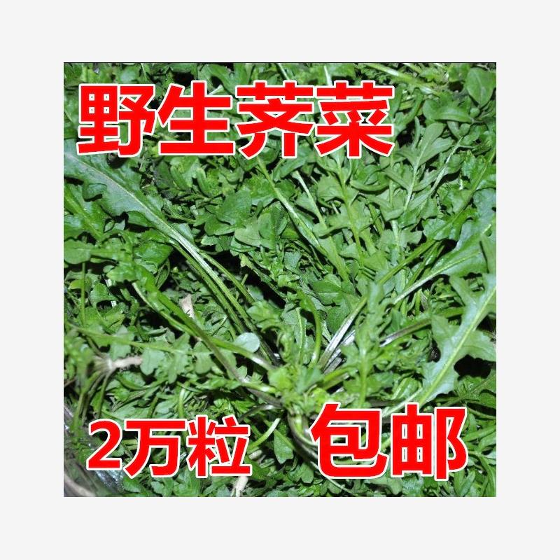 纯野生荠荠菜种子特农家