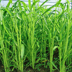 博白白梗柳叶空心菜种子小叶柳叶大叶青梗半青白空心菜水通菜菜籽