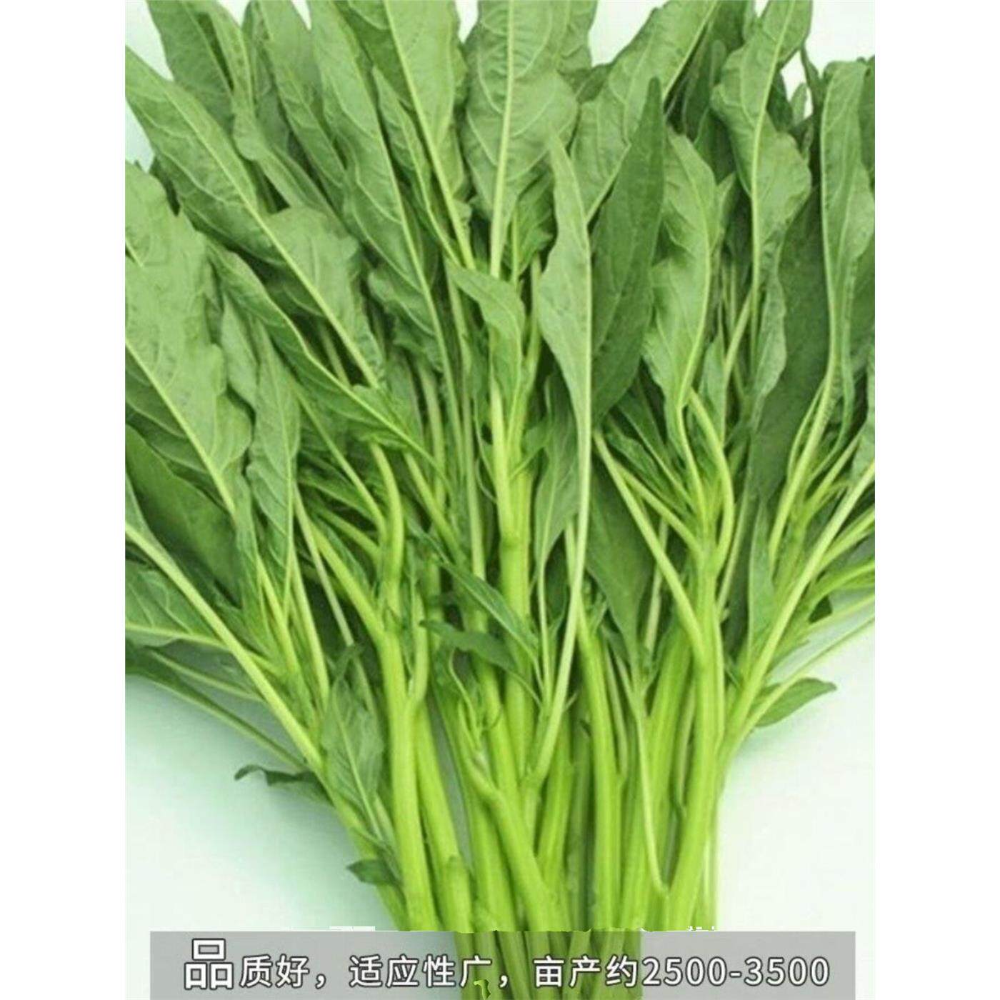 春季青柳叶春季柳叶青苋菜春播柳叶青苋菜苋菜春播青柳叶苋菜种子