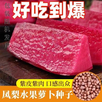 凤梨红心水果萝卜种子红