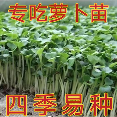 四季速生七天可吃萝卜苗