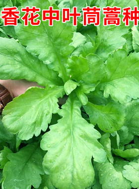 清香花中大叶茼蒿种子皇帝菜春菊种籽春秋四季青菜农家菜园蔬菜孑