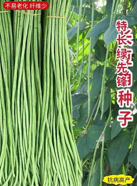 高产特长绿先锋长豆角种子翠绿色四季庭院大田易种蔬菜长豇豆种子