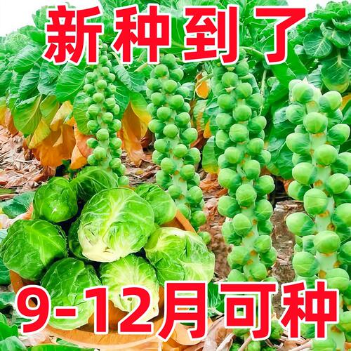 孢子甘蓝高产抗病耐寒四