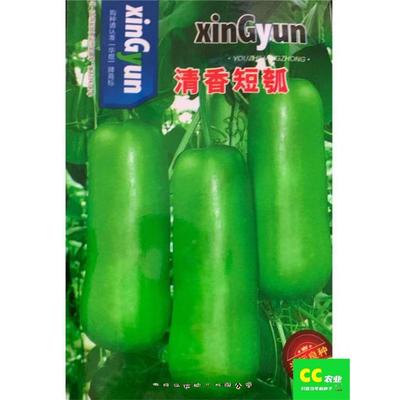 清香短瓠瓜种子短蒲籽甜