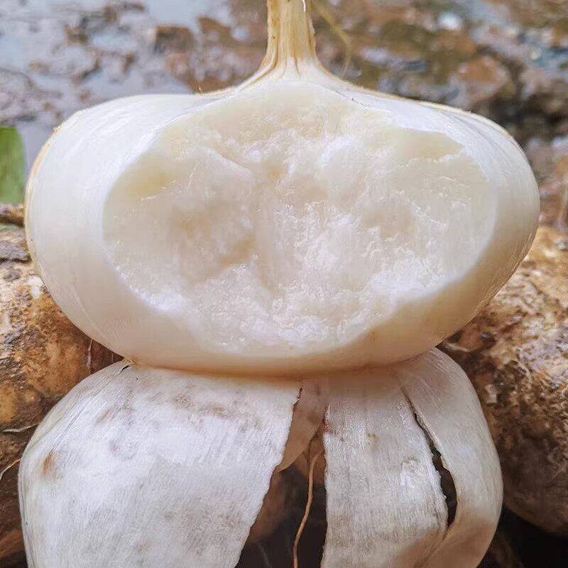 牧马山地瓜种子水果凉茹生吃沙葛凉薯土瓜秋季庭院盆栽蔬菜种籽孑